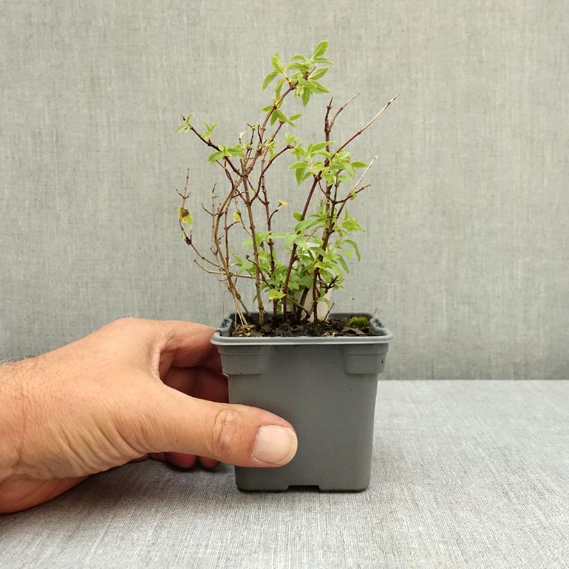 Esemplare di Philadelphus lemoinei Manteau d'Hermine - Filadelfo Vasetto da 8/9 cm consegnato in estate