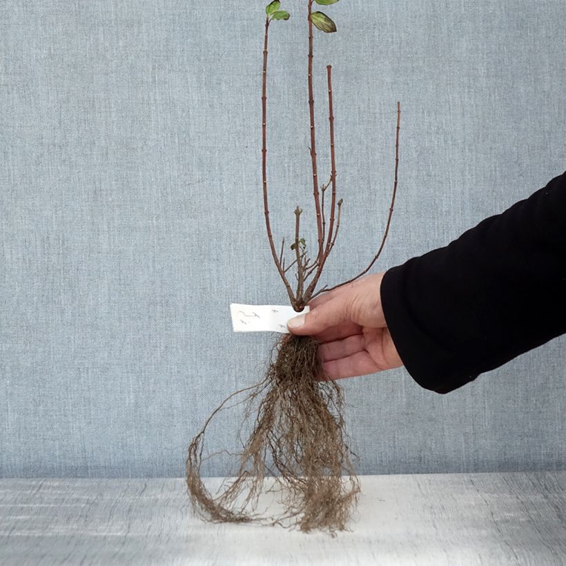 Philadelphus lemoinei Manteau d'Hermine - Filadelfo Piante piccole a radice nuda esemplare consegnato in inverno