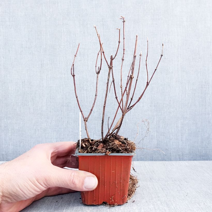 Seringat des jardins - Philadelphus Belle Etoile Godet de 8/9 cm esemplare consegnato in inverno