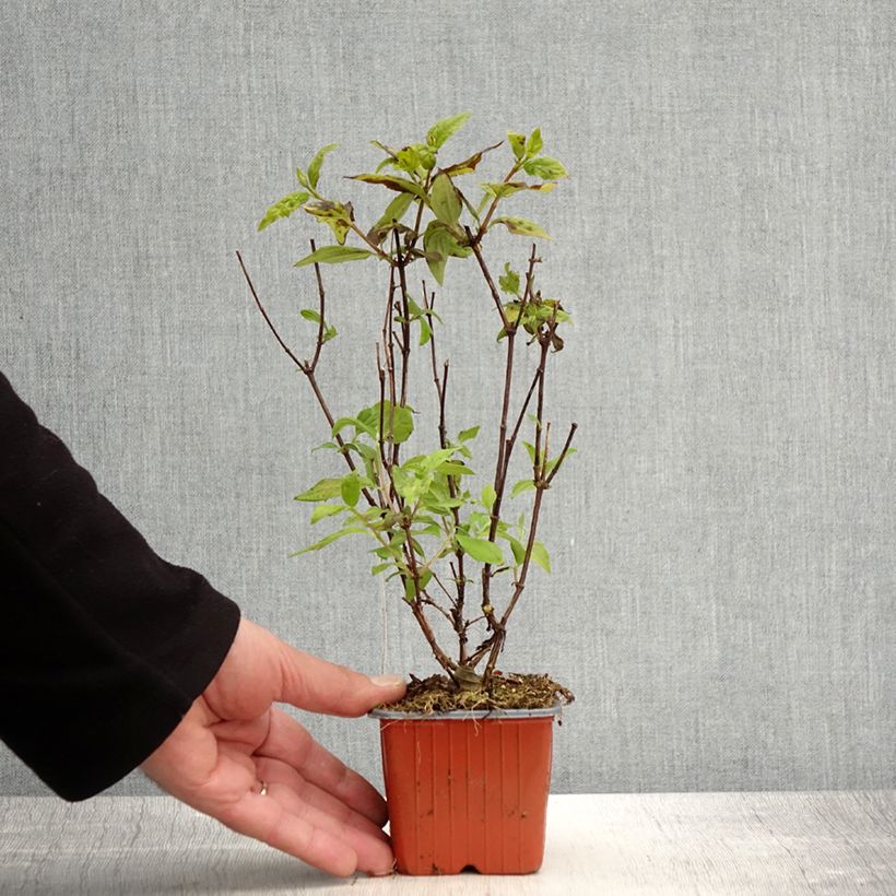 Philadelphus Belle Etoile - Filadelfo Vasetto da 8/9 cm esemplare consegnato in primavera