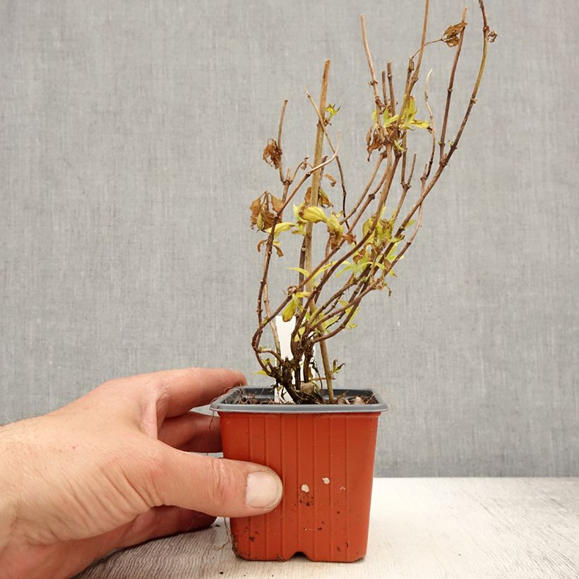 Philadelphus Aureus - Fior d'angiolo Vasetto da 8/9 cm esemplare consegnato in primavera