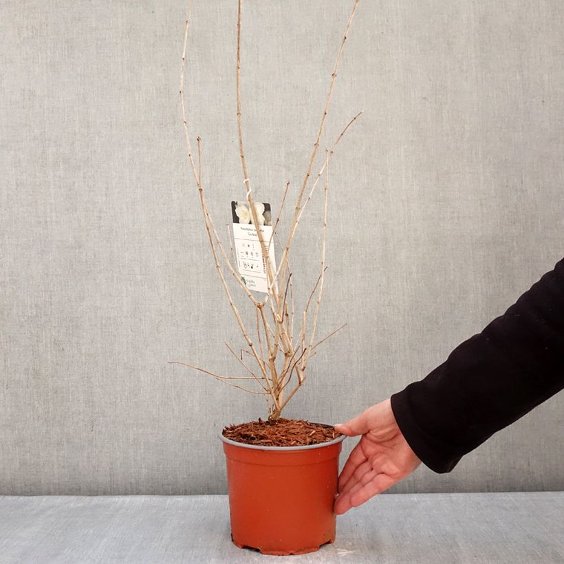 Philadelphus coronarius Godzisz Vaso da 3L/4L esemplare consegnato in inverno