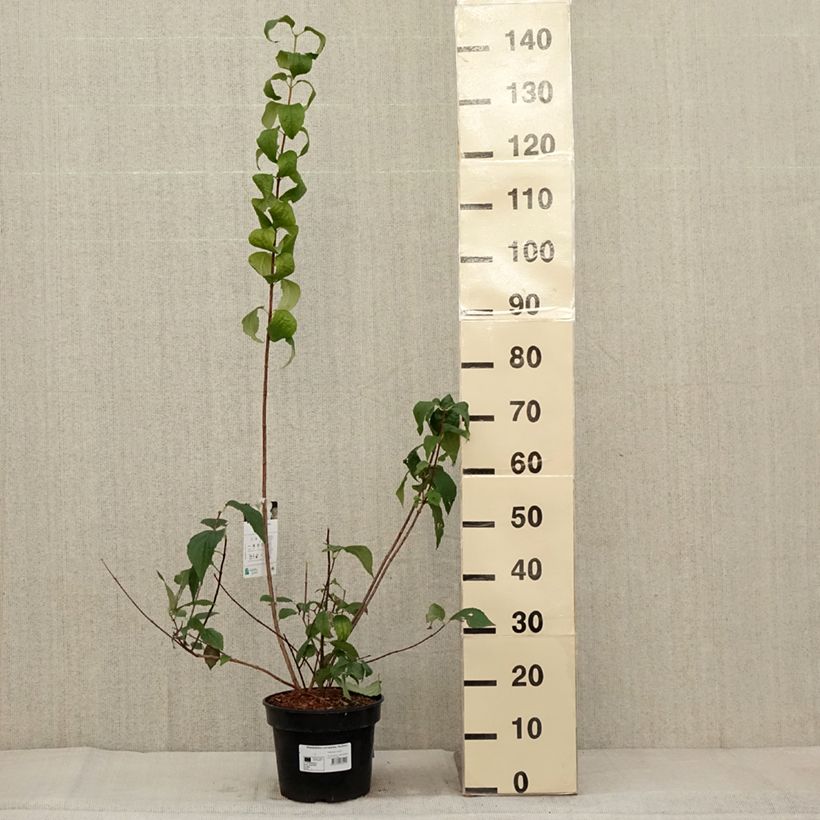 Esemplare di Philadelphus coronarius Godzisz Vaso da 3L/4L come consegnato in autunno