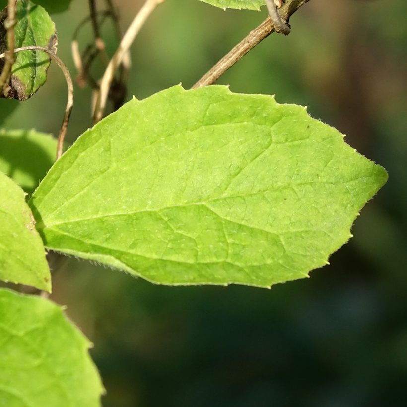 Philadelphus Kostelec WB - Fior d'angiolo (Fogliame)