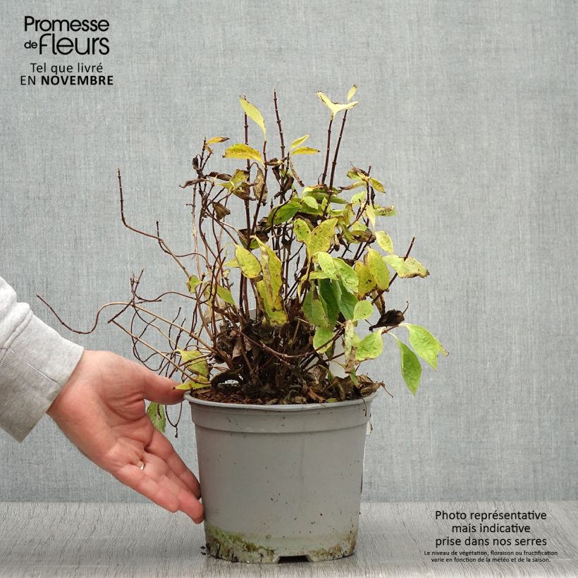 Esemplare di Seringat des jardins - Philadelphus coronarius Kostelec WB Pot de 3L/4L come consegnato in autunno