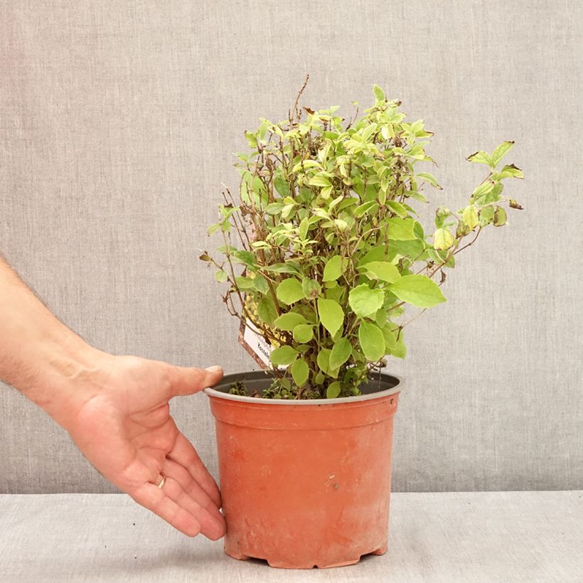 Esemplare di Philadelphus Kostelec WB - Fior d'angiolo Vaso da 3L/4L consegnato in estate