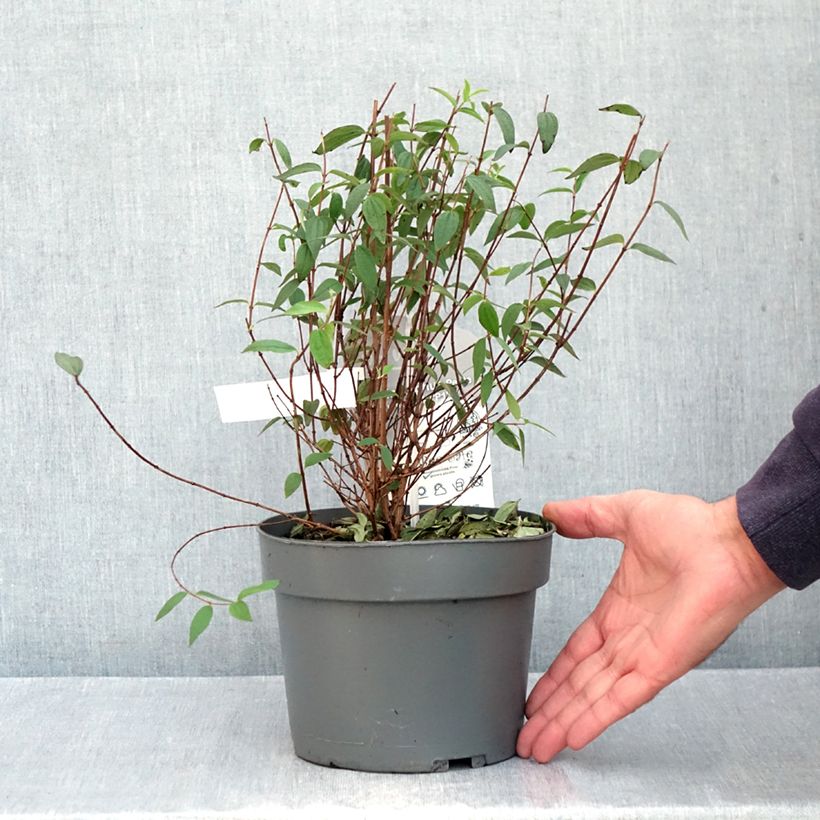 Esemplare di Seringat des jardins - Philadelphus Petite Perfume Pink Pot de 3L/4L come consegnato in autunno