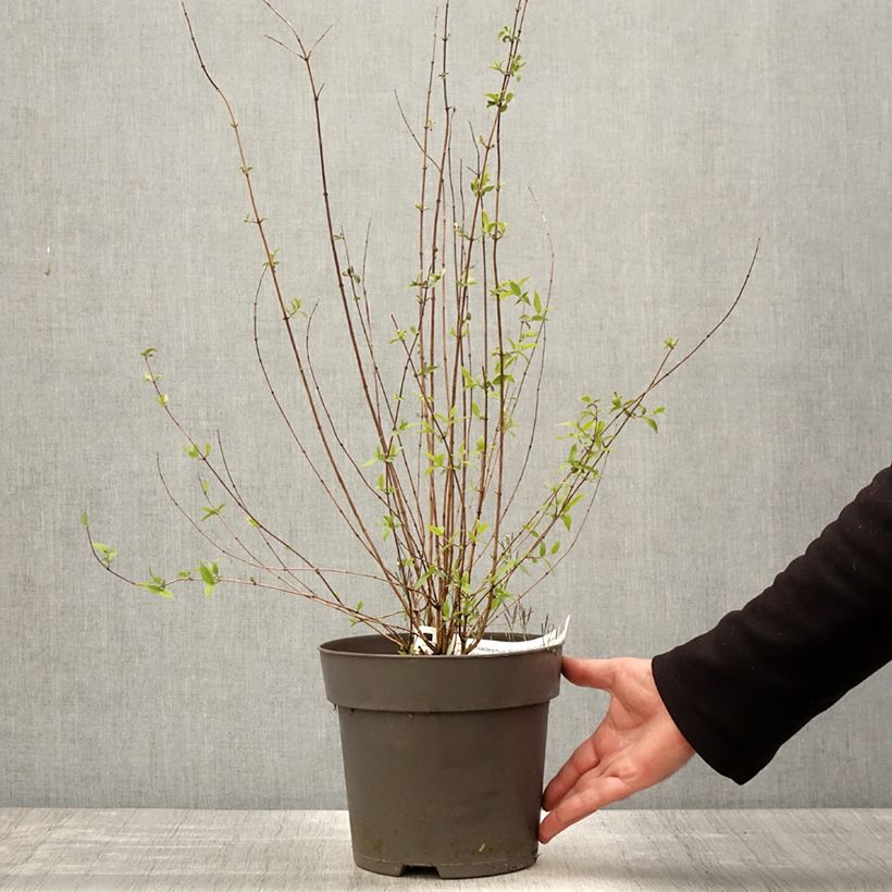 Example of Philadelphus Petite Perfume Pink - Filadelfo Vaso da 3L/4L as you get in printemps