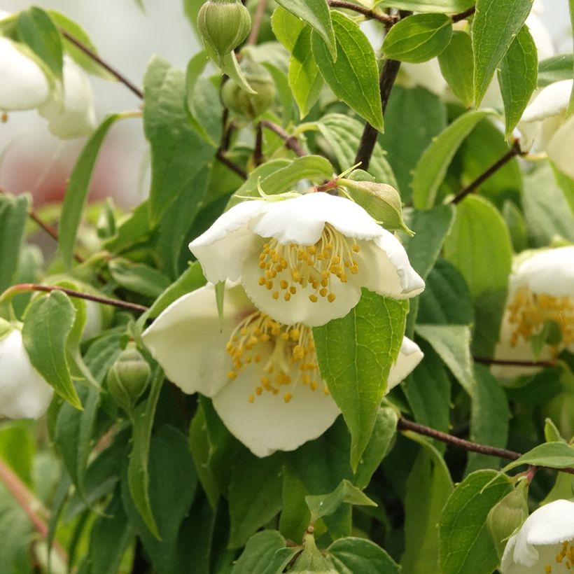 Philadelphus mexicanus - Filadelfo (Fioritura)