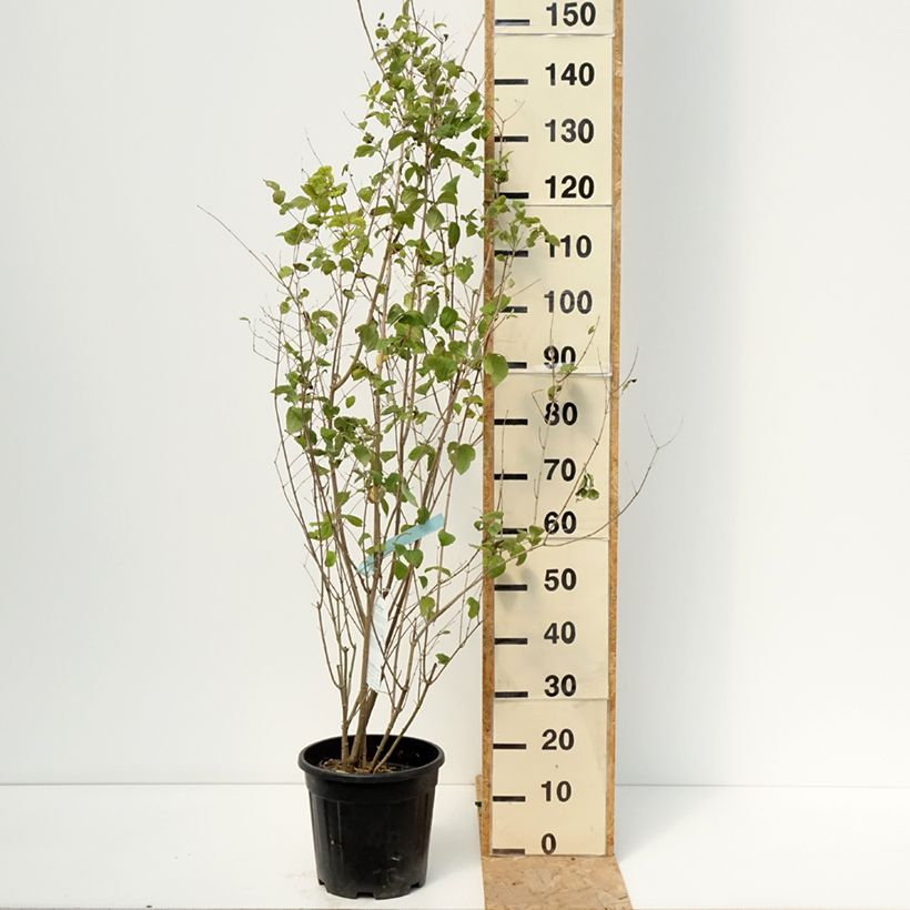 Esemplare di Philadelphus virginalis Minnesota Snowflake - Filadelfo Vaso da 7,5L/10L consegnato in estate