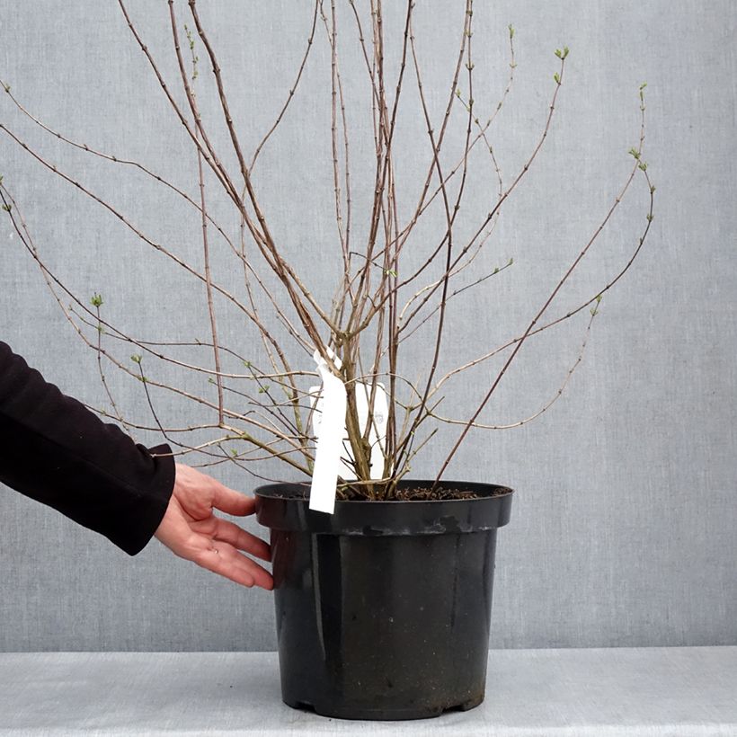 Philadelphus Beauclerk - Filadelfo Vaso da 7,5L/10L esemplare consegnato in primavera