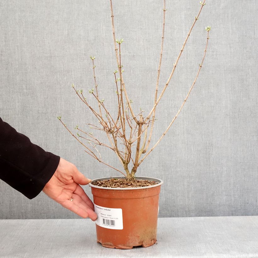 Philadelphus coronarius Justynka Vaso da 3L/4L esemplare consegnato in primavera