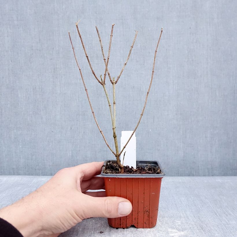 Philadelphus Frosty Morn - Filadelfo Vasetto da 8/9 cm esemplare consegnato in inverno