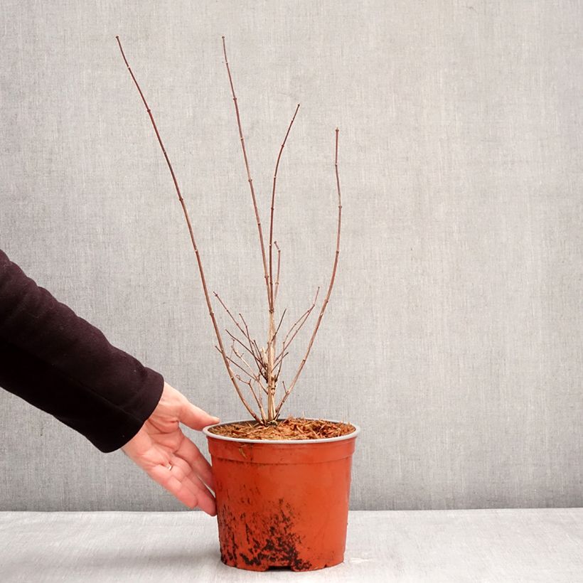 Seringat - Philadelphus Komsomolec Vaso da 3L/4L esemplare consegnato in inverno