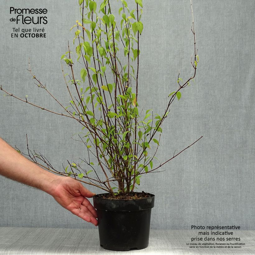 Esemplare di Seringat - Philadelphus polyanthus Mont Blanc Pot de 3L/4L come consegnato in autunno