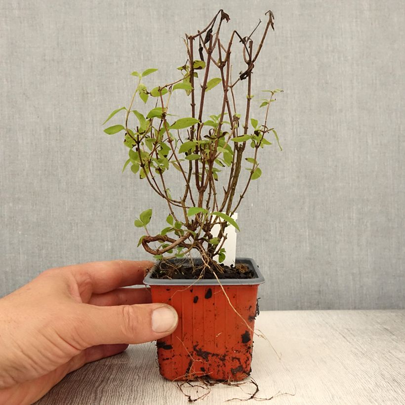 Example of Philadelphus lemoinei Silberregen - Filadelfo Vasetto da 8/9 cm as you get in printemps