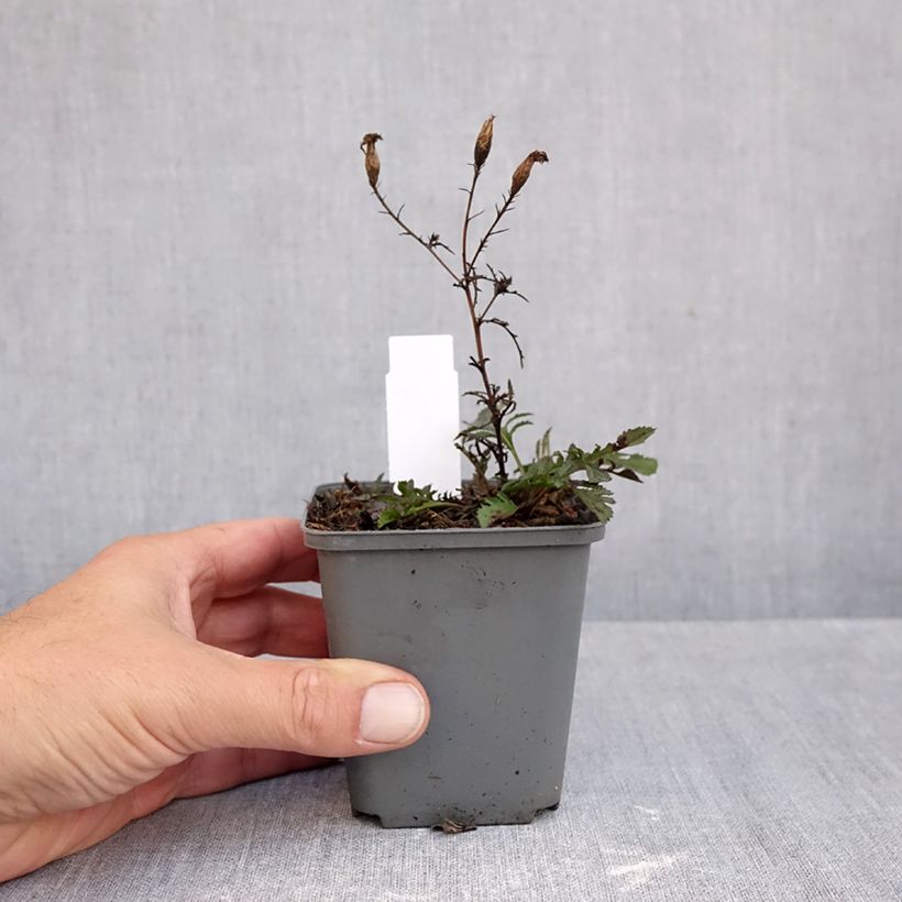 Esemplare di Serratula tinctoria ssp seoanei Vasetto da 8/9 cm come consegnato in autunno
