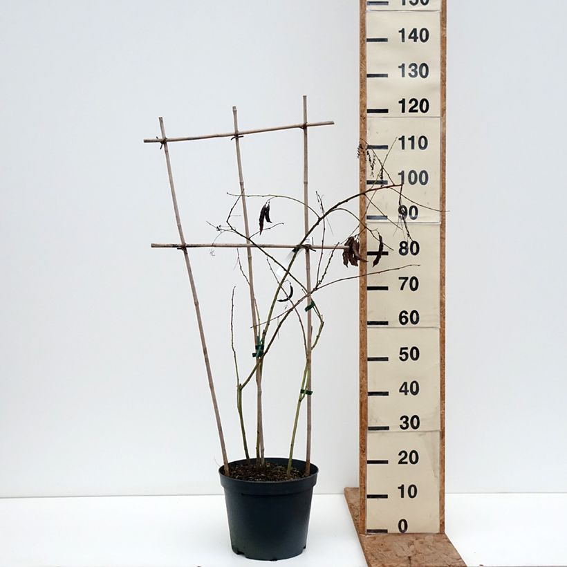 Sesbania punicea - Sesbania porporina Vaso da 7,5L/10L esemplare consegnato in inverno