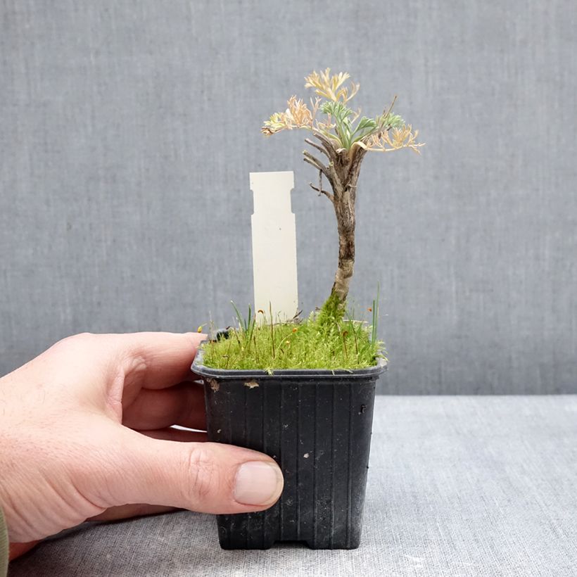 Seseli gummiferum Vasetto da 8/9 cm esemplare consegnato in inverno