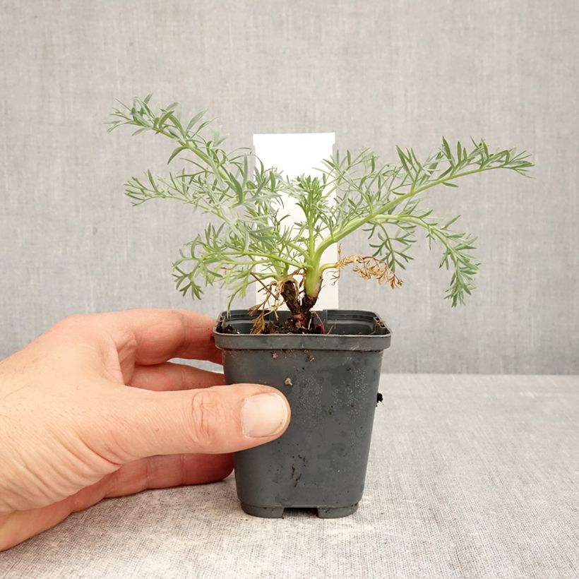 Seseli gummiferum Vasetto da 8/9 cm esemplare consegnato in primavera