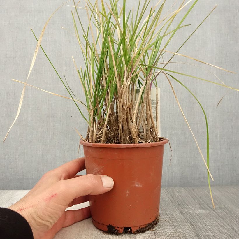 Example of Sesleria argentea Vaso da 1L/1,5L as you get in printemps