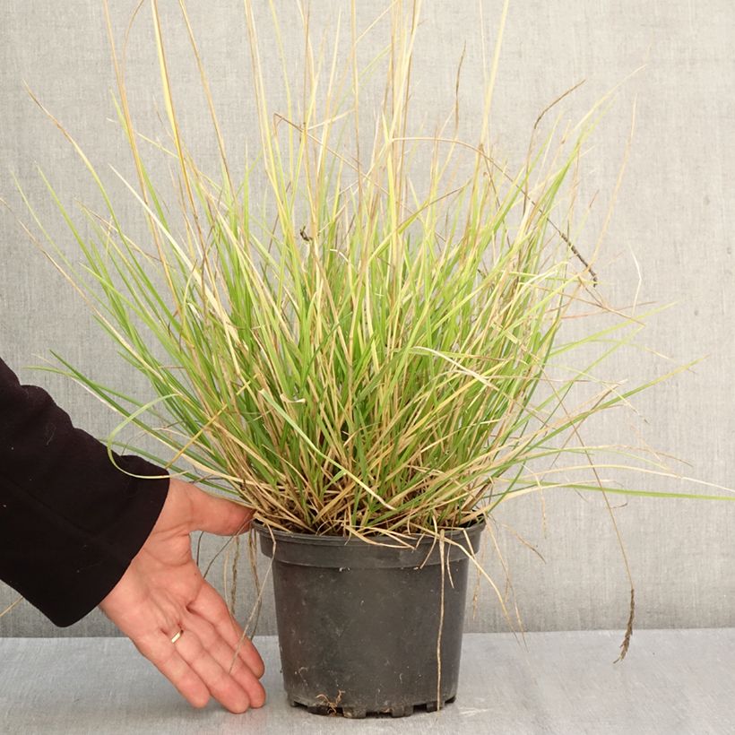 Esemplare di Sesleria autumnalis - Sesleria d'autunno Vaso da 2L/3L come consegnato in autunno