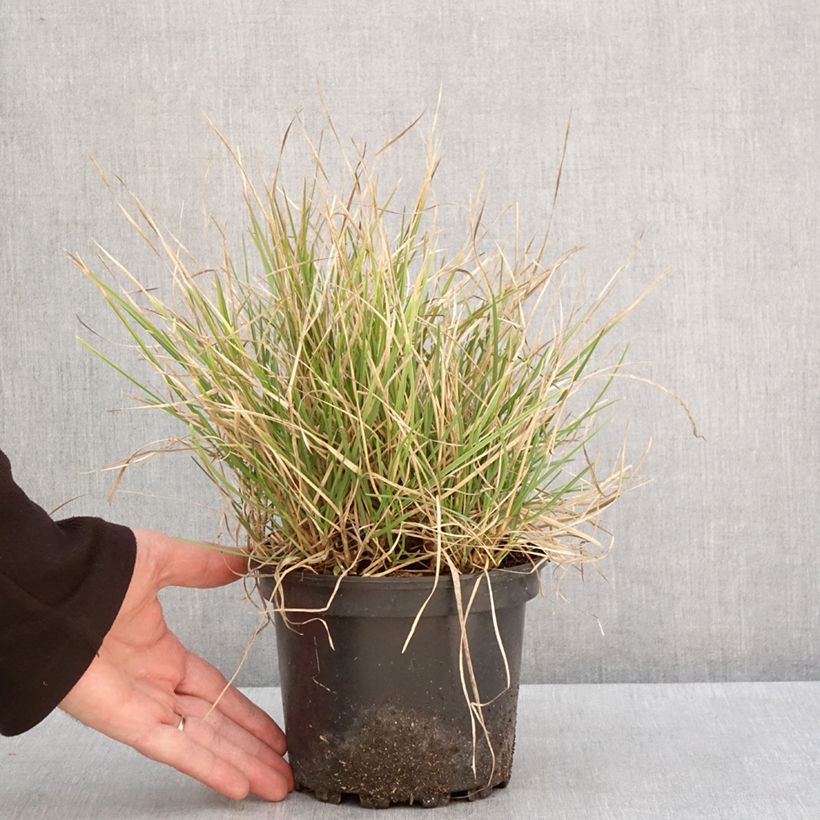 Sesleria autumnalis - Seslérie d'automne Pot de 2L/3L esemplare consegnato in inverno