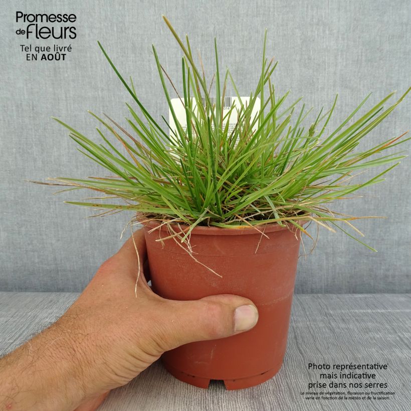 Esemplare di Sesleria caerulea - Sesleria comune Vaso da 1L/1,5L consegnato in estate