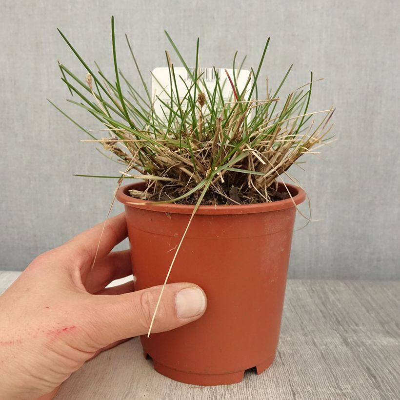 Sesleria caerulea - Sesleria comune Vaso da 1L/1,5L esemplare consegnato in primavera