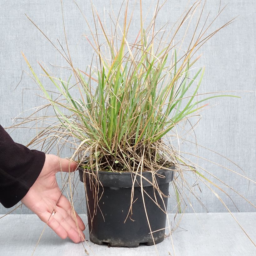 Esemplare di Sesleria heufleriana Vaso da 2L/3L come consegnato in autunno