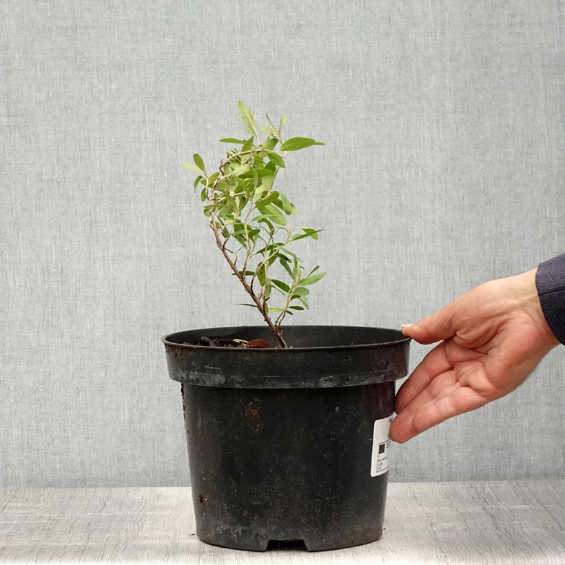 Example of Shepherdia argentea - Buffaloberry Vaso da 3L/4L as you get in printemps