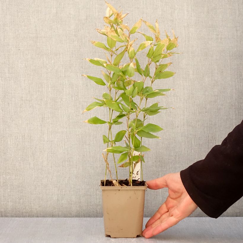 Example of Shibataea kumasaca Vasetto da 8/9 cm as you get in printemps