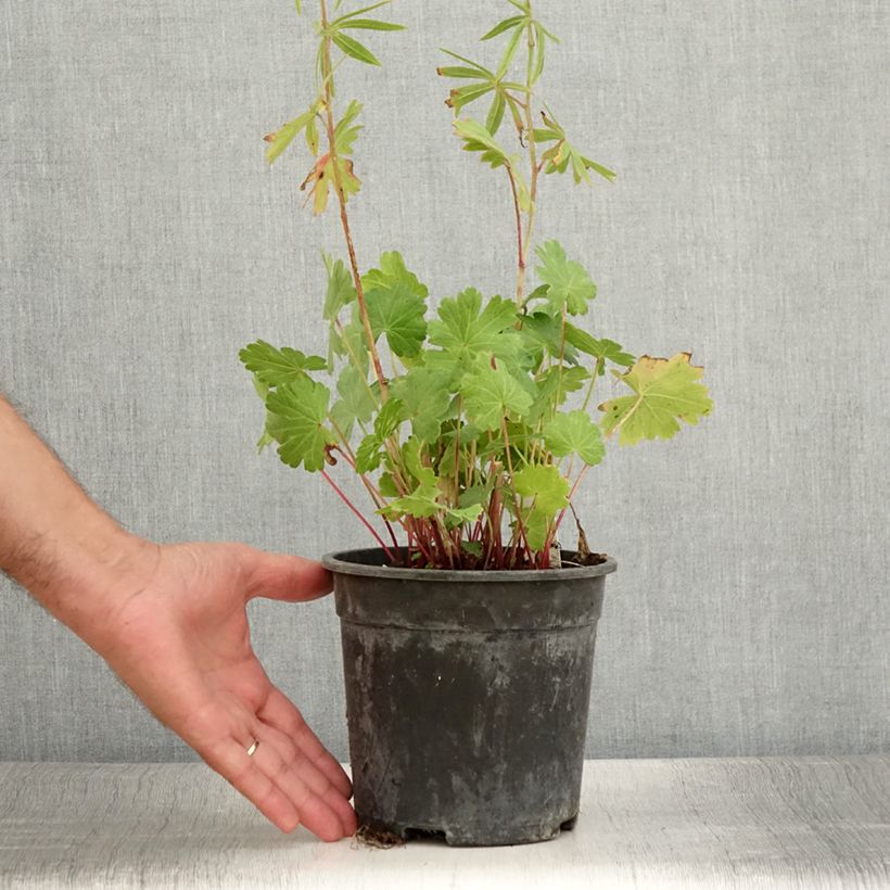 Example of Sidalcea Candy Girl Vaso da 2L/3L as you get in ete