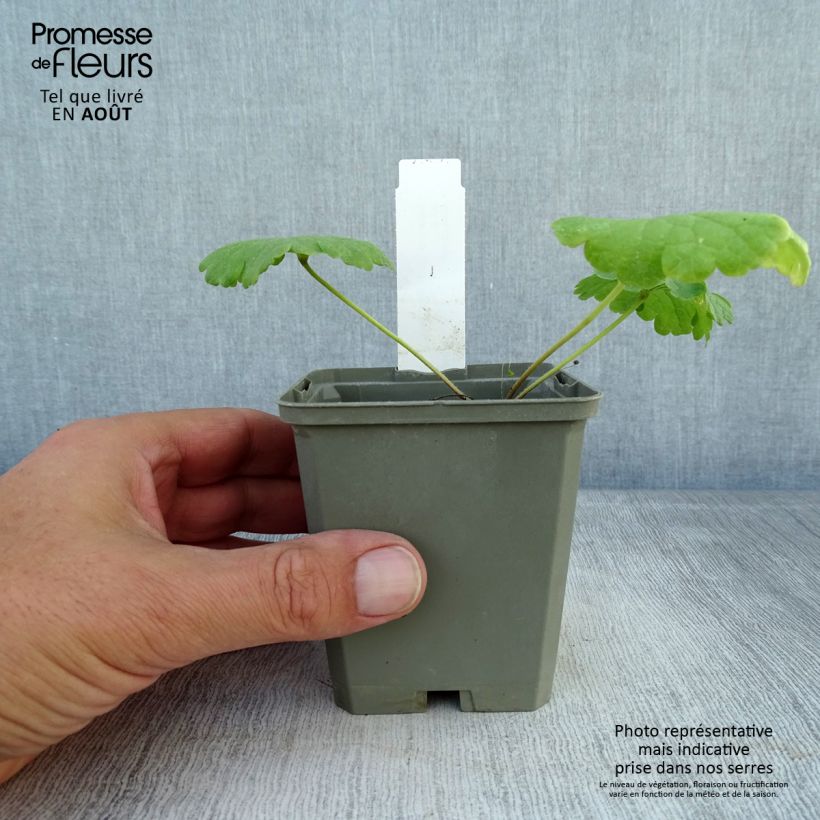 Esemplare di Sidalcea Little Princess Vasetto da 8/9 cm consegnato in estate