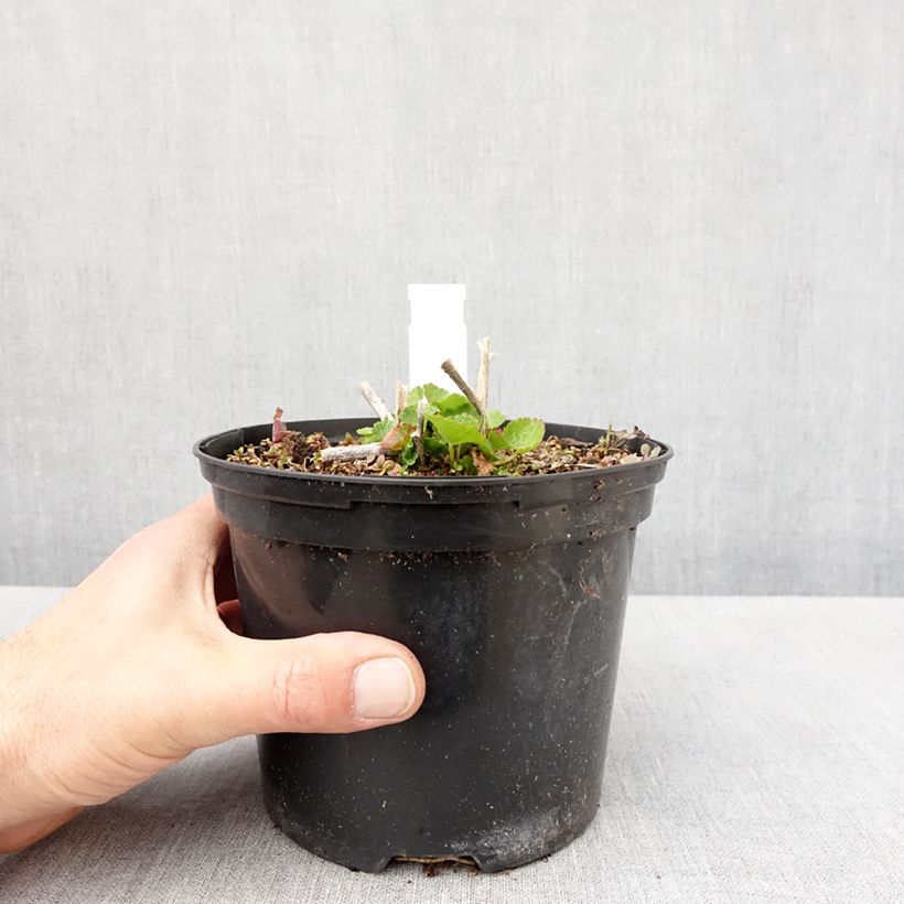 Sidalcea oregana Brilliant Vaso da 2L/3L esemplare consegnato in primavera