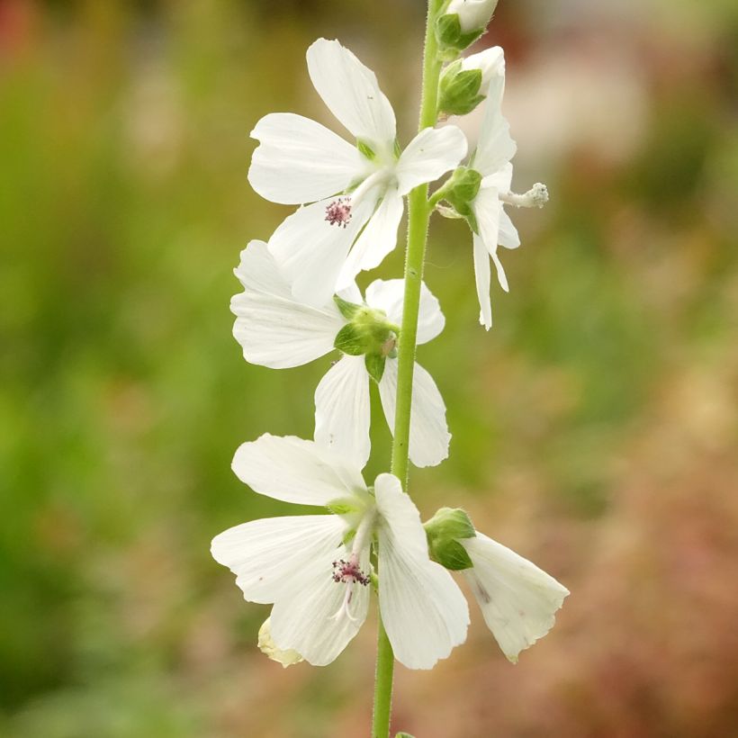Sidalcea candida (Flowering)