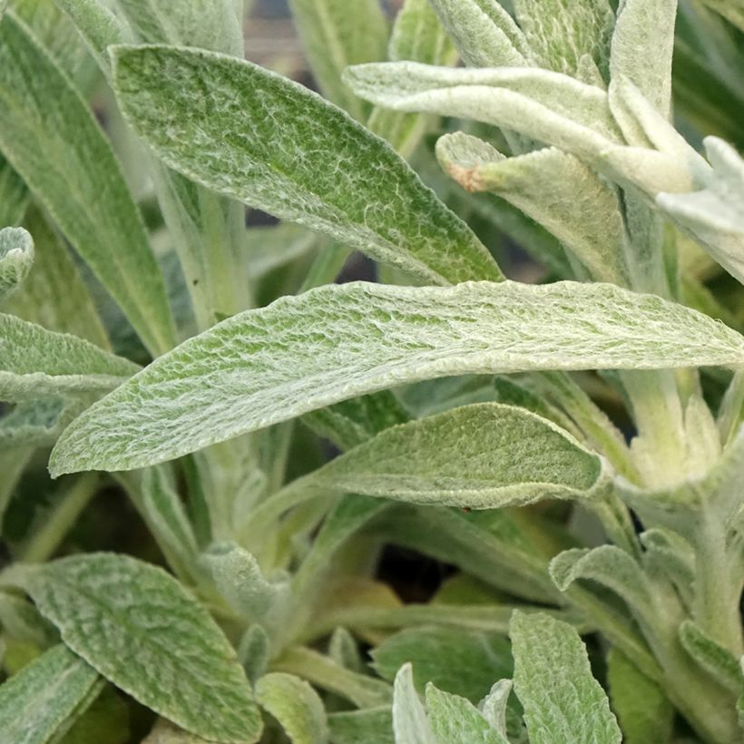 Sideritis scardica - Thé des bergers du Mont Olympe  (Fogliame)