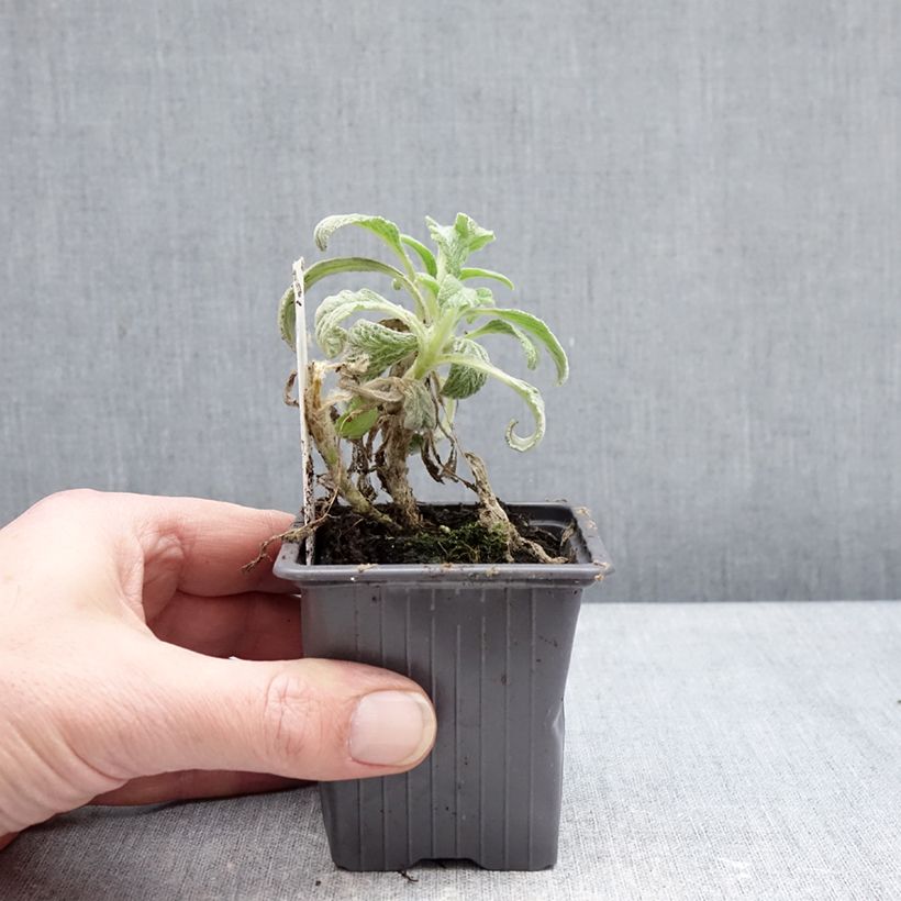 Sideritis scardica - Thé des bergers du Mont Olympe  Vasetto da 8/9 cm esemplare consegnato in inverno