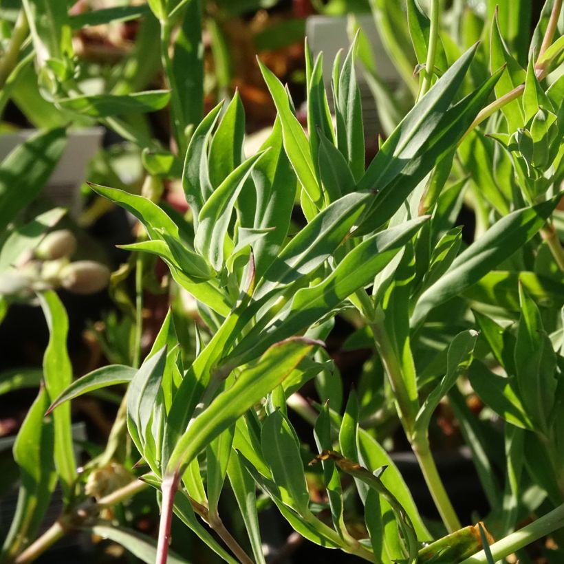 Silene vulgaris - Silene rigonfia (Fogliame)