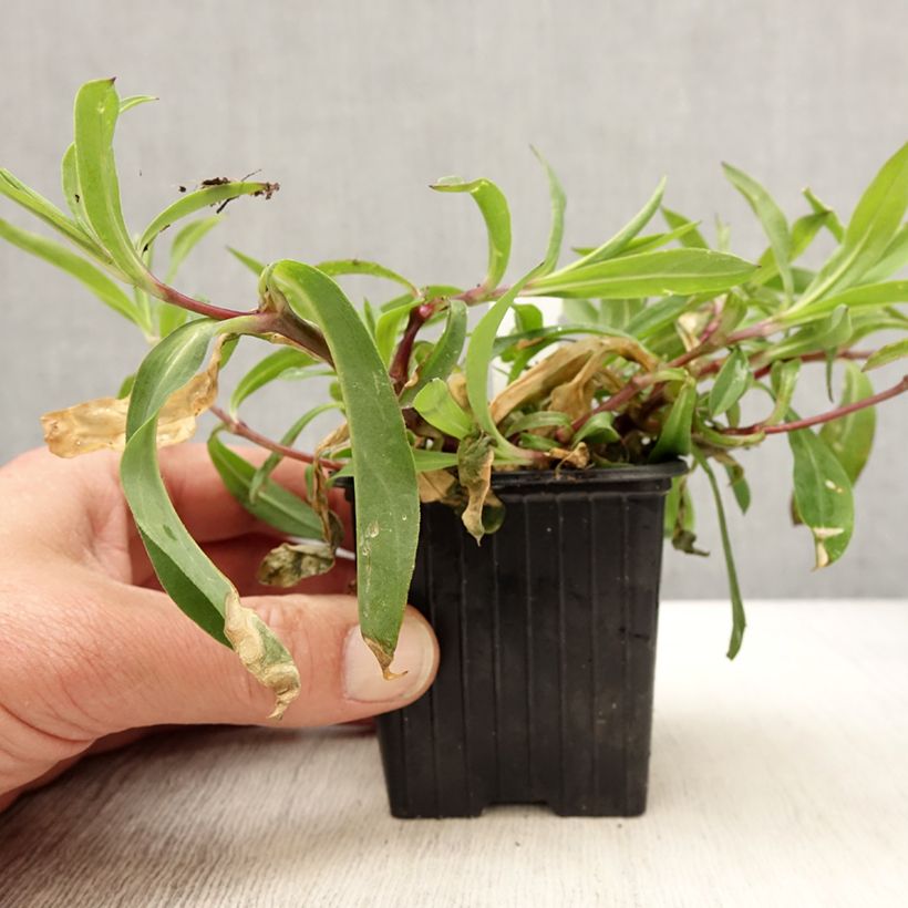 Silene vulgaris - Silene rigonfia Vasetto da 8/9 cm esemplare consegnato in primavera