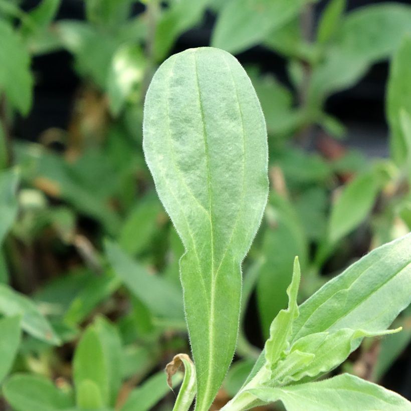 Silene latifolia subsp. alba (Fogliame)