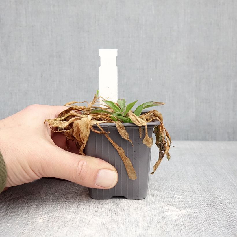 Silene latifolia subsp. alba Vasetto da 8/9 cm esemplare consegnato in inverno