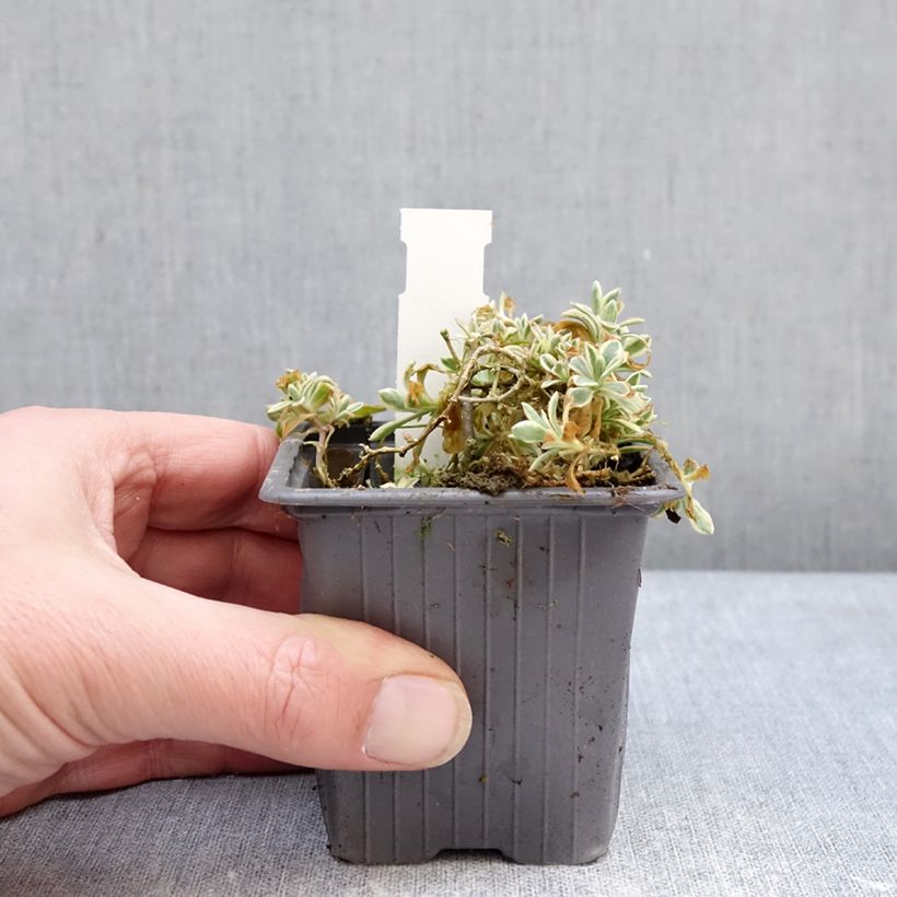 Silène maritime Druett's Variegated - Silene uniflora Vasetto da 8/9 cm esemplare consegnato in inverno