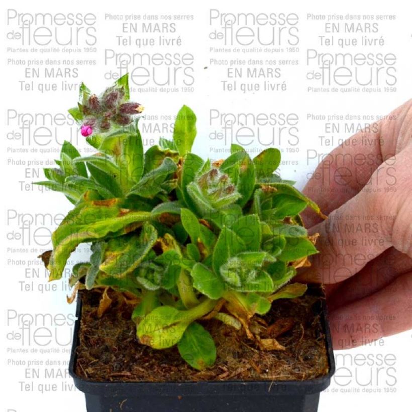 Esempio di esemplare Silene robotii Rollies Favorite Vasetto da 7/8 cm come consegnato