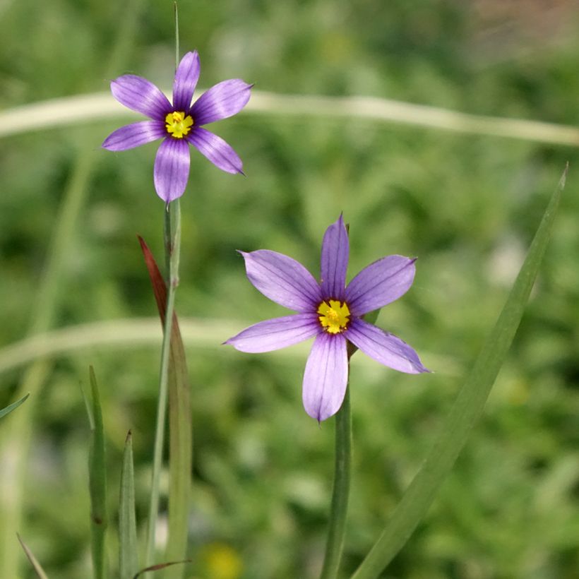Sisyrinchium bellum (Flowering)