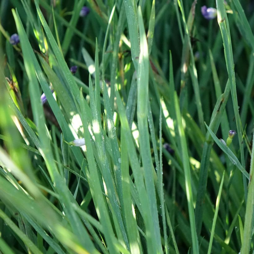 Sisyrinchium angustifolium Lucerne (Fogliame)