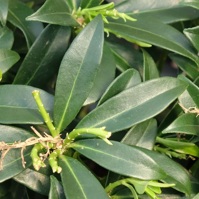 Skimmia japonica Marlot (Fogliame)