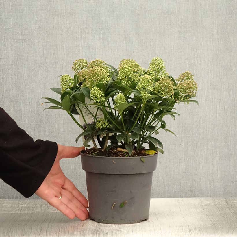 Esemplare di Skimmia du Japon Marlot - Skimmia japonica  Pot de 2L/3L come consegnato in autunno