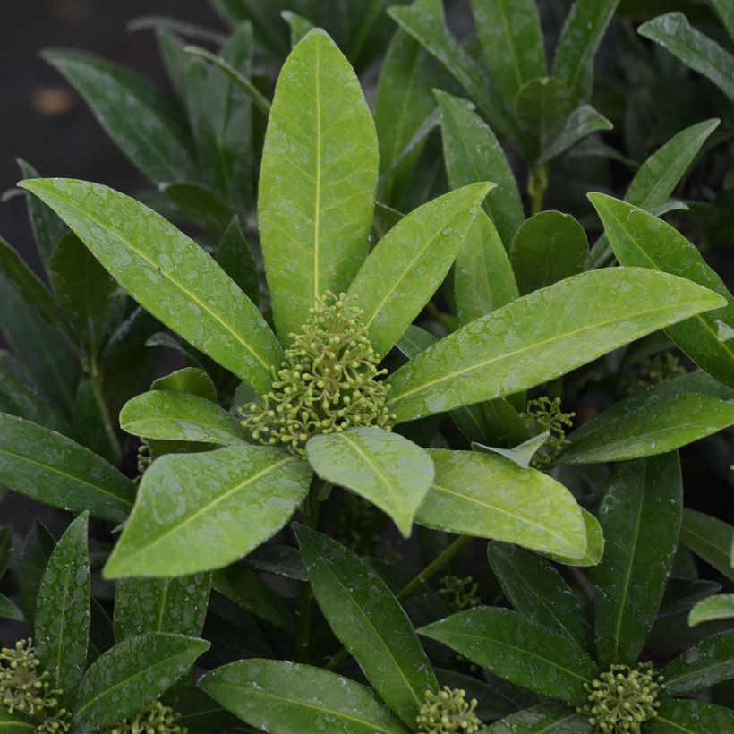 Skimmia japonica Kew Green (Fogliame)