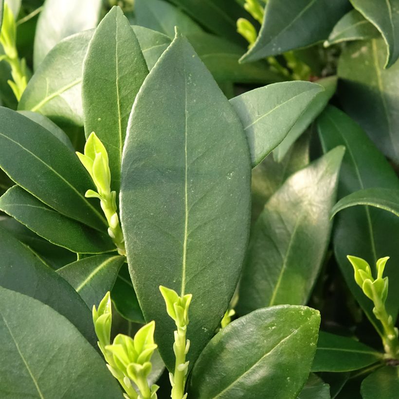 Skimmia japonica Kew White (Foliage)